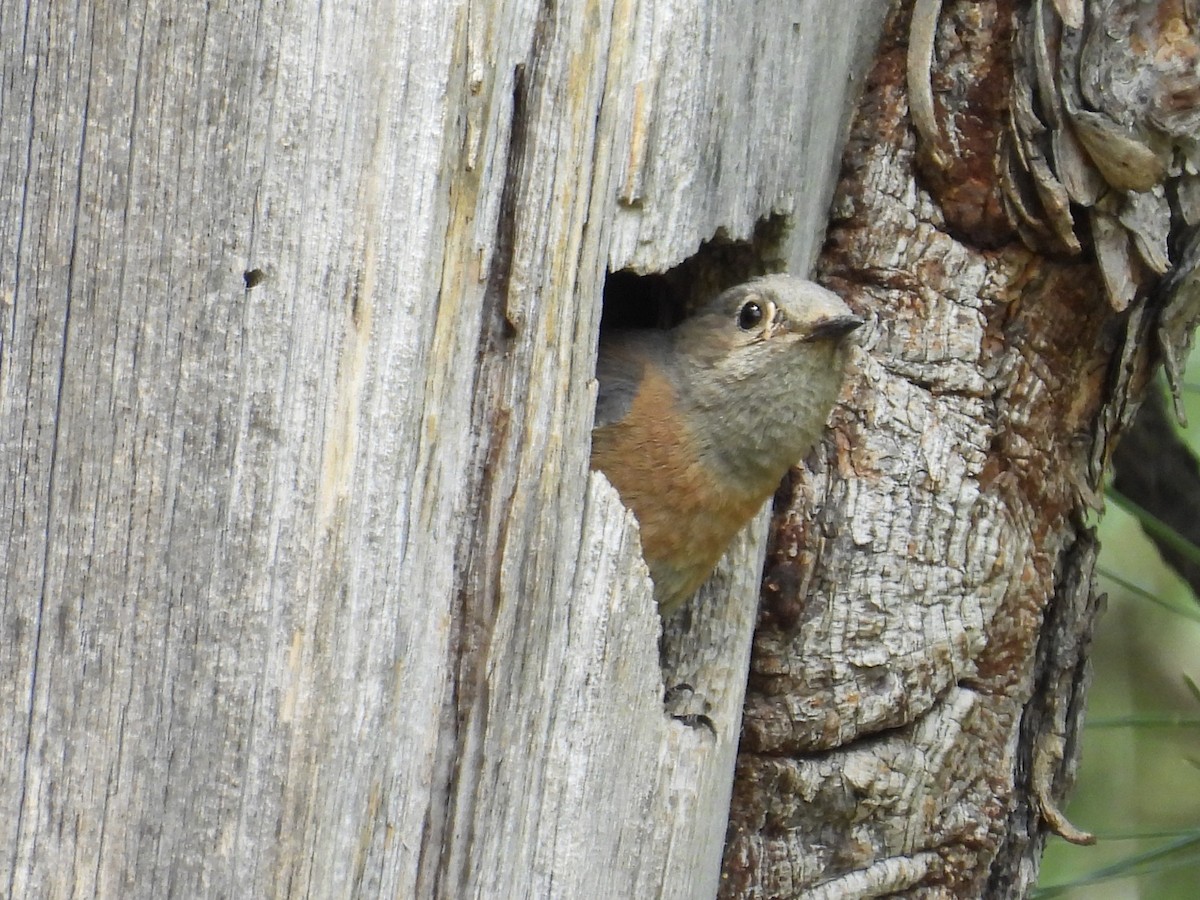 Western Bluebird - ML620391436