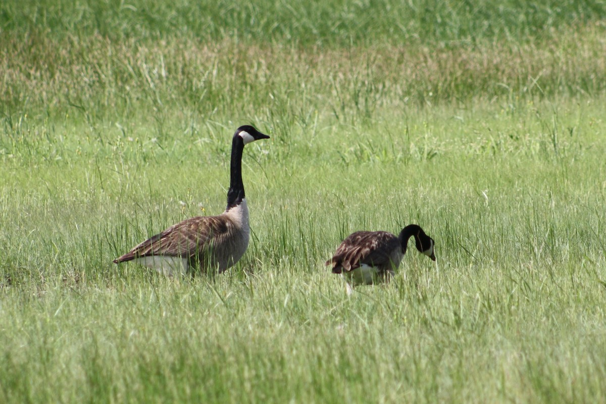 Canada Goose - Isaiah McCourt