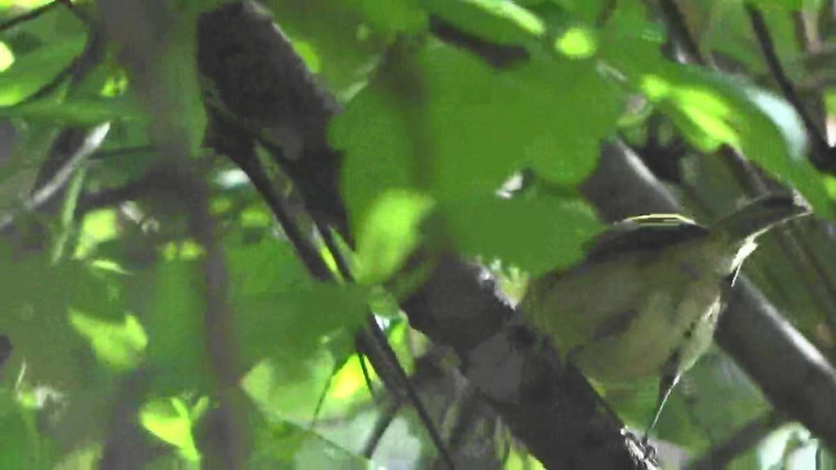 Hutton's Vireo - ML620391448