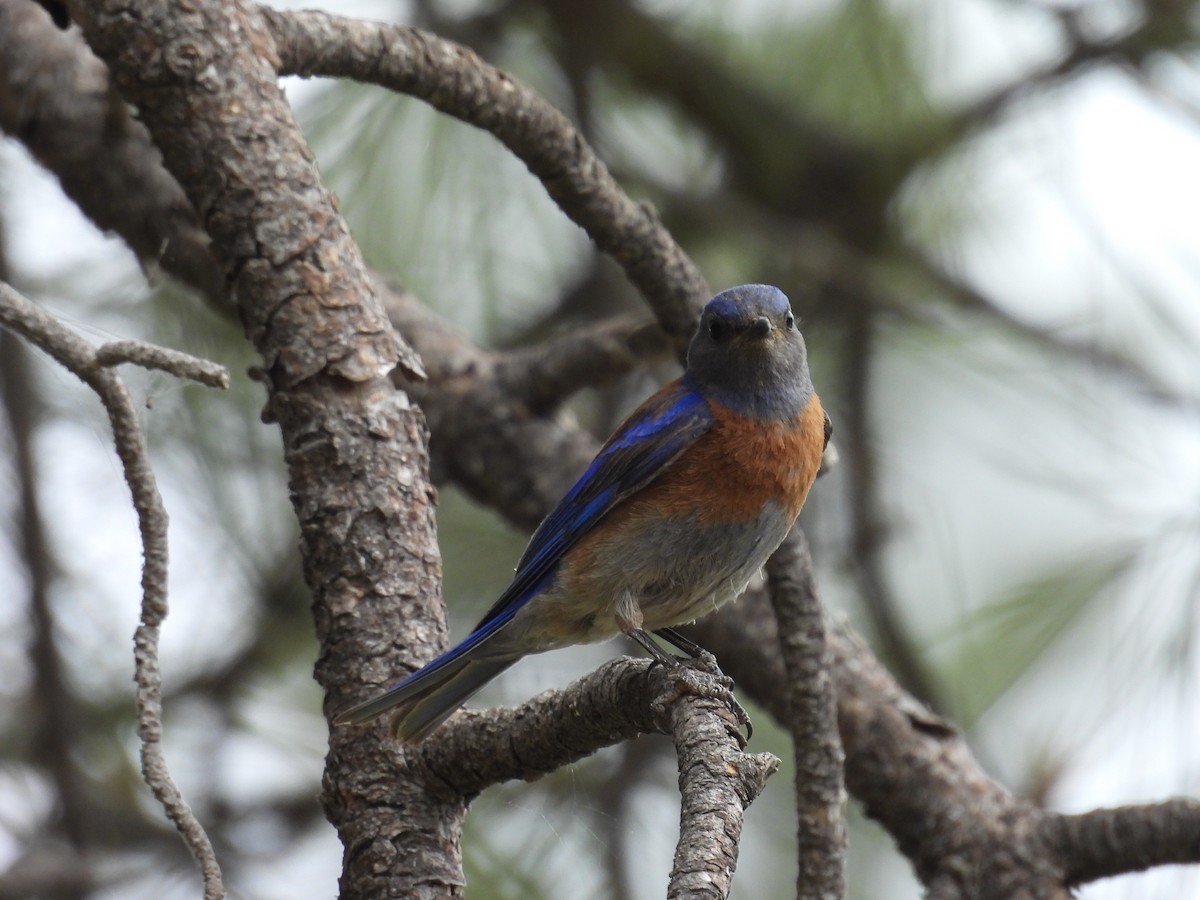 Western Bluebird - ML620391452