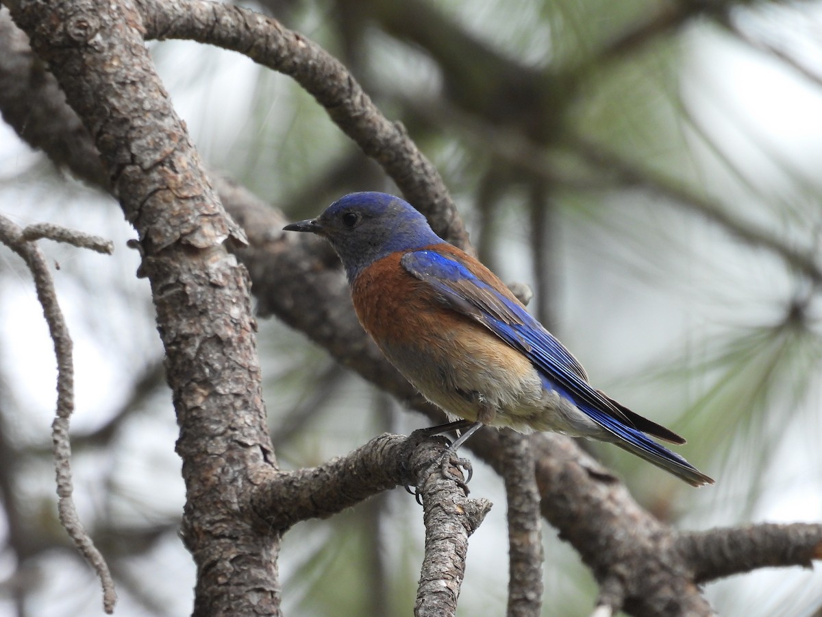 Western Bluebird - ML620391454