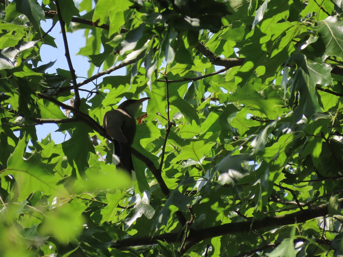 Yellow-billed Cuckoo - ML620391459