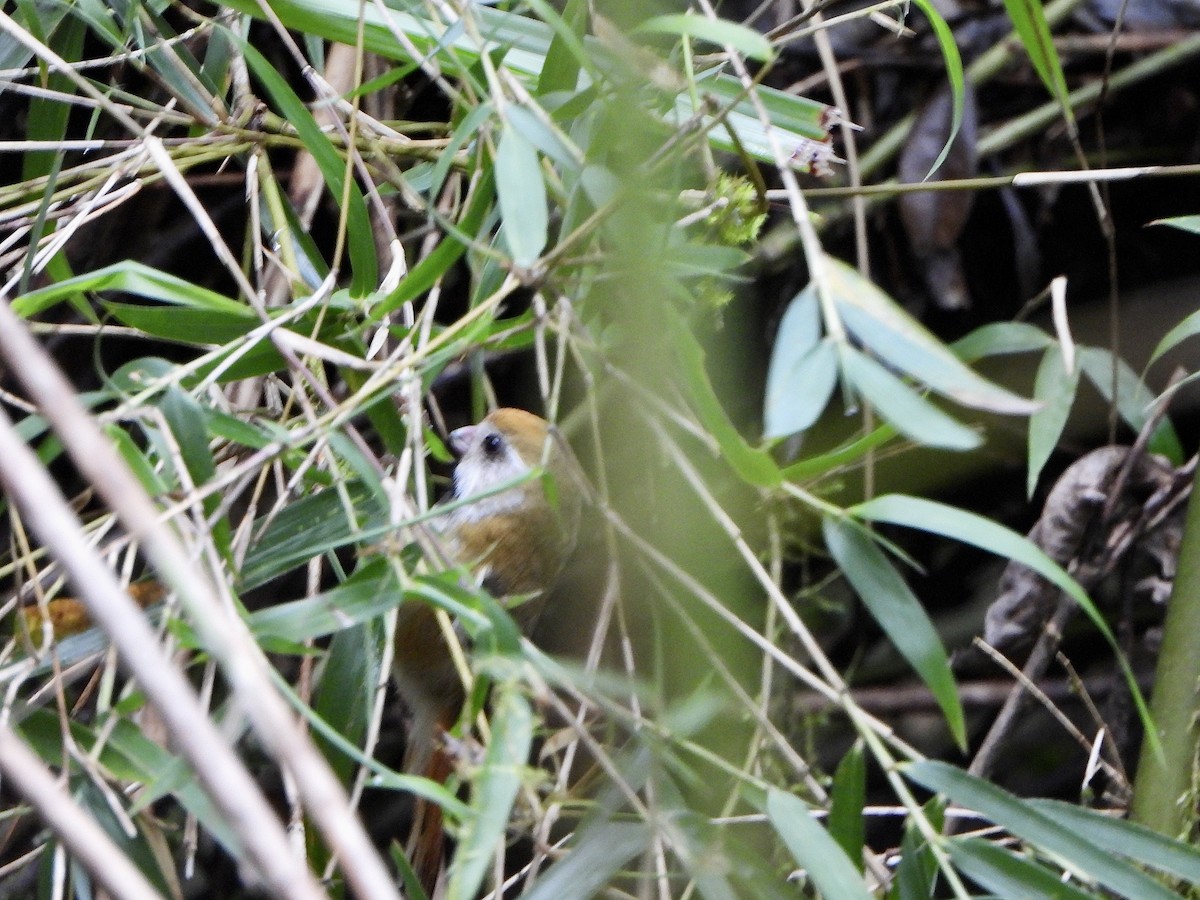 Golden Parrotbill - ML620391460