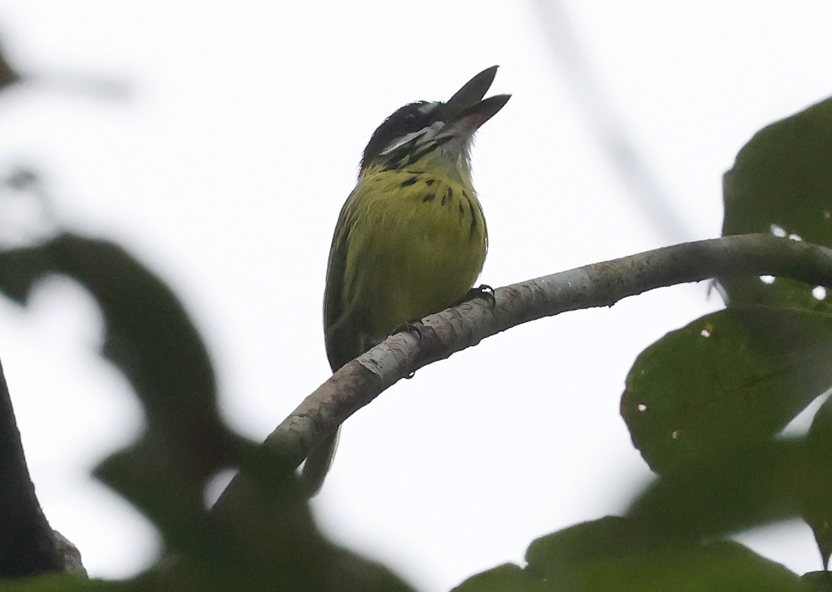 Painted Tody-Flycatcher - ML620391462