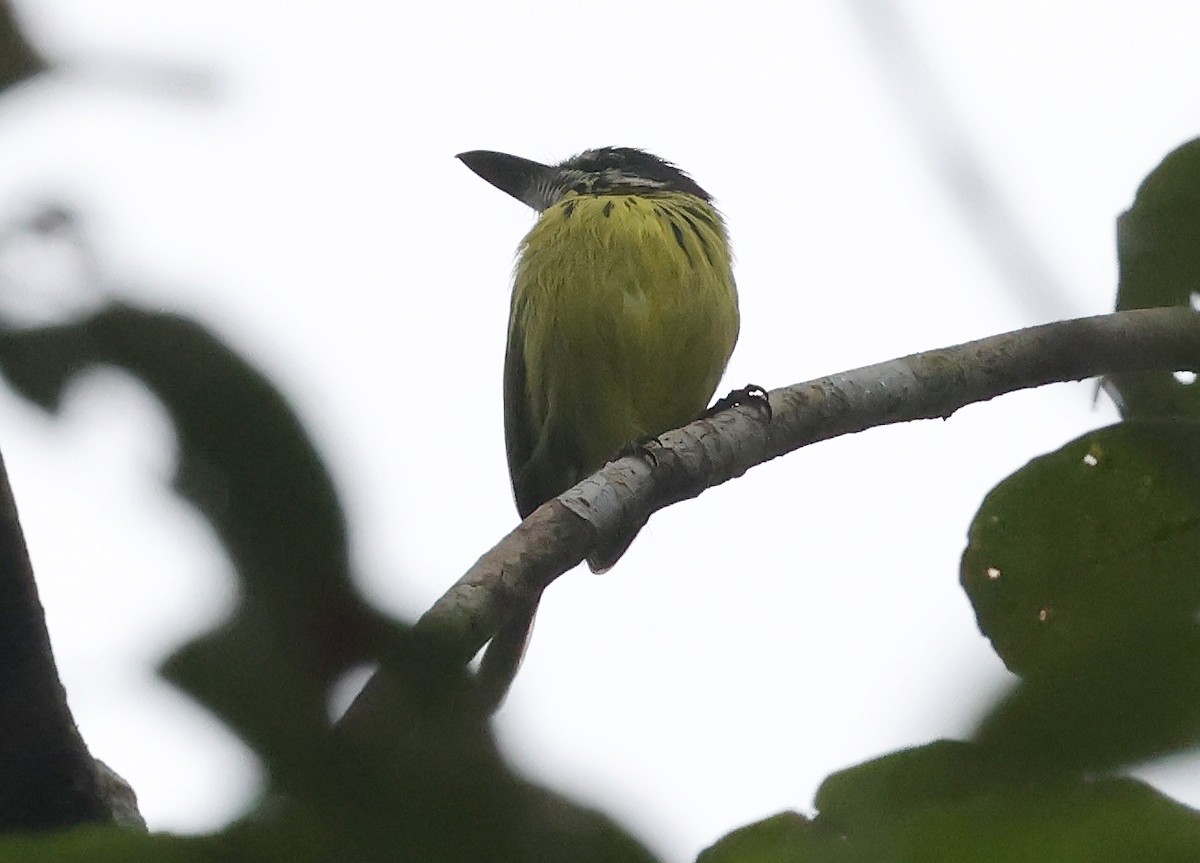 Painted Tody-Flycatcher - ML620391463