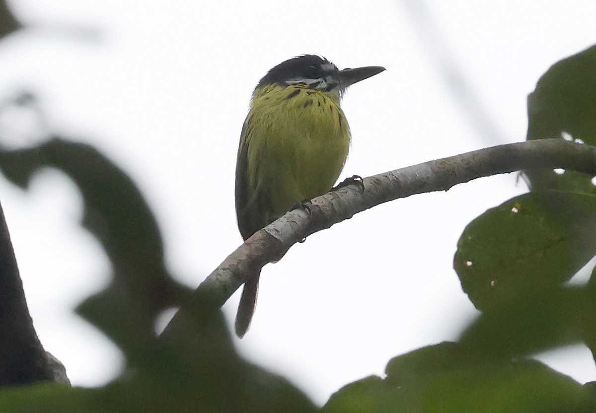 Painted Tody-Flycatcher - ML620391464