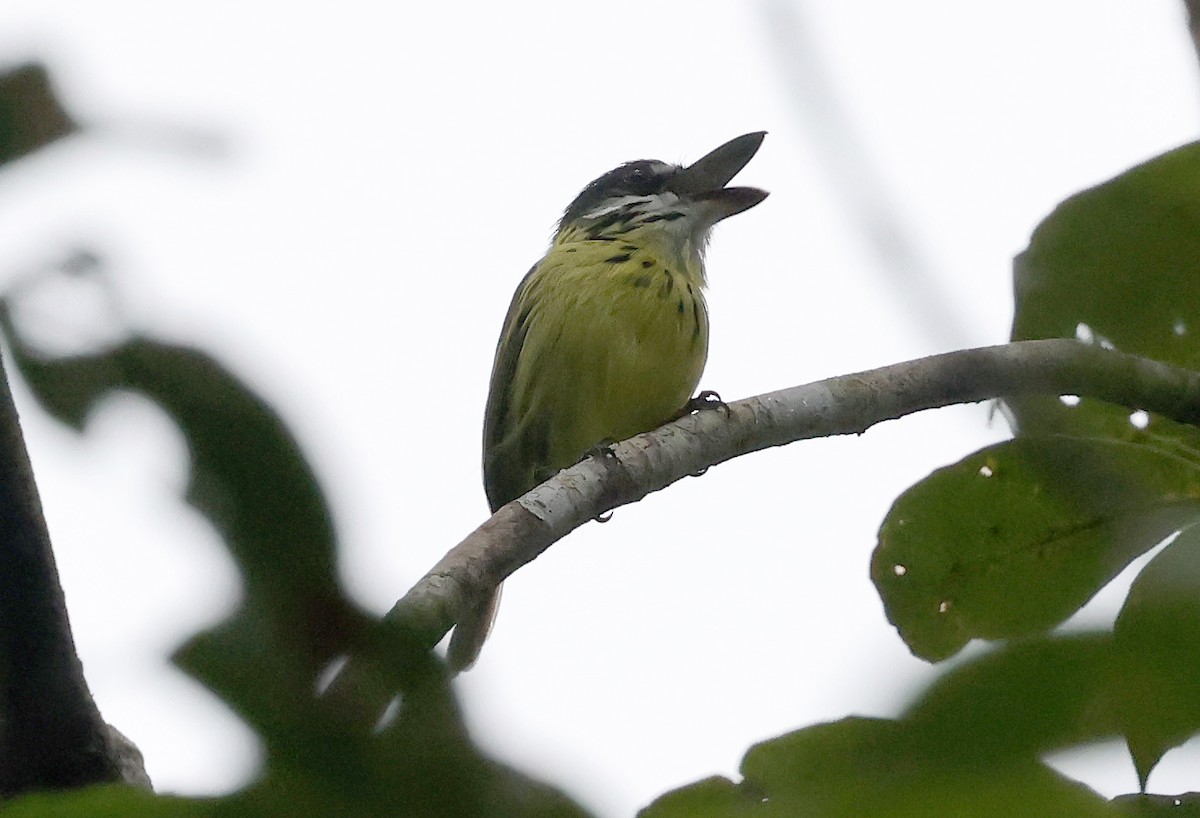 Painted Tody-Flycatcher - ML620391465