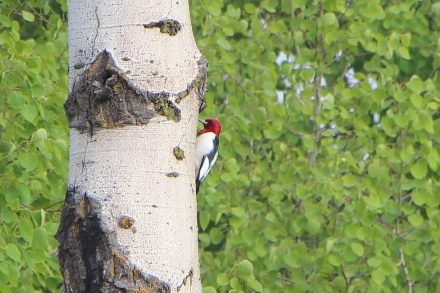 Red-headed Woodpecker - ML620391470