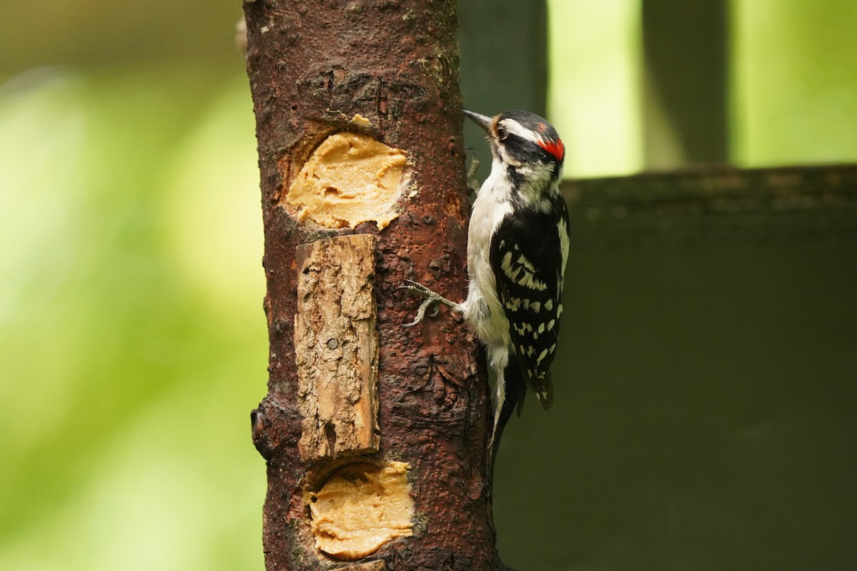 Downy Woodpecker - ML620391479