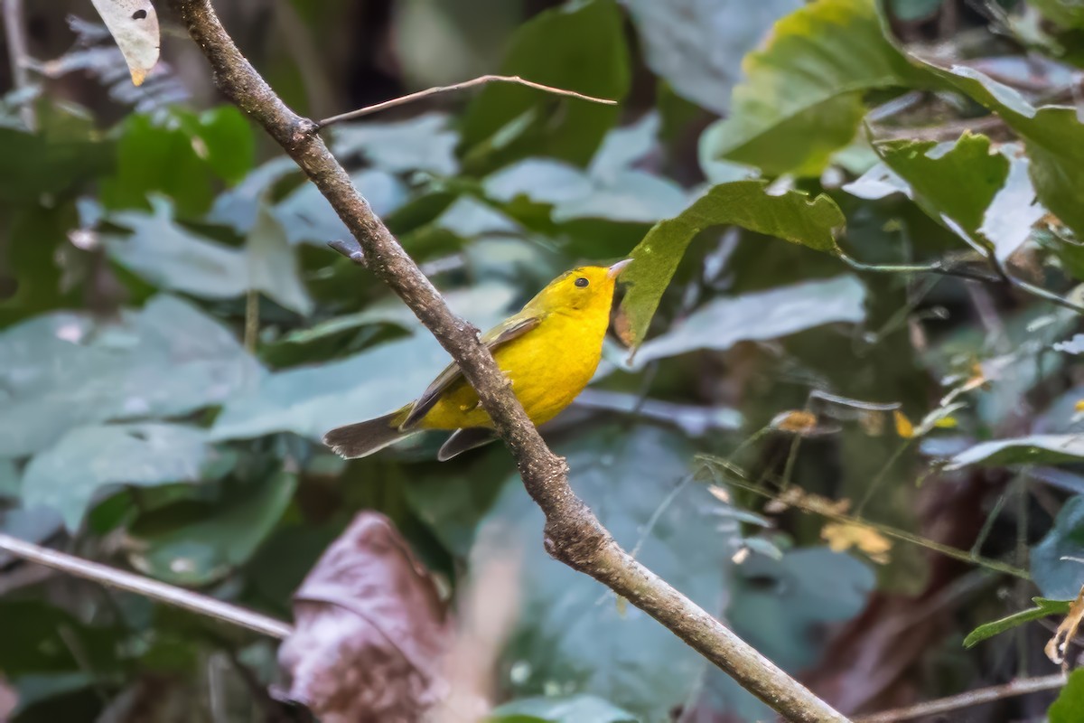 Wilson's Warbler - ML620391483