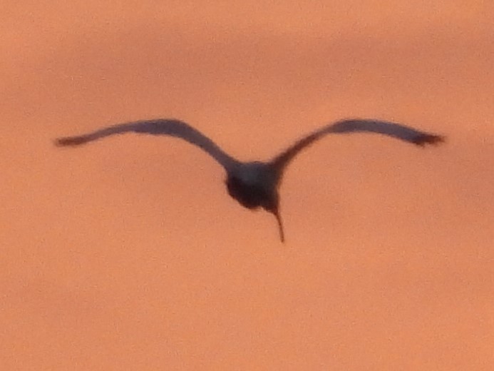 ibis bílý - ML620391491
