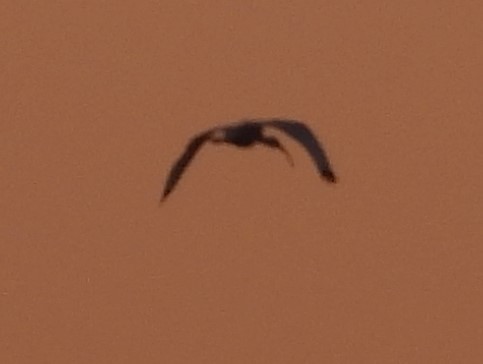 ibis bílý - ML620391492