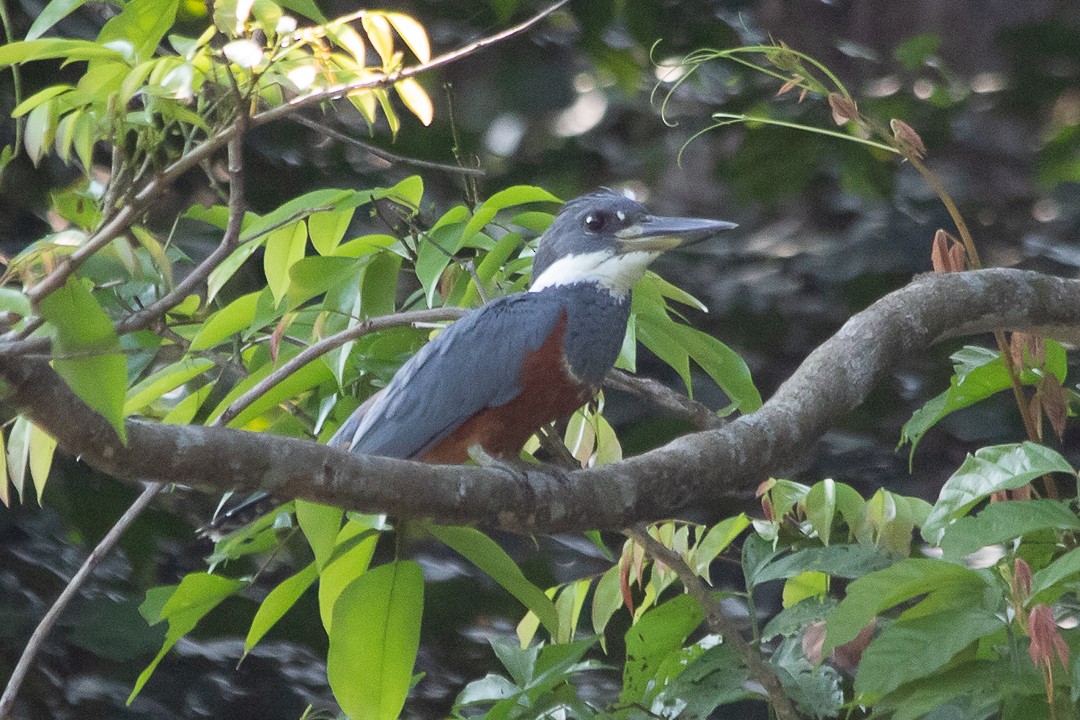 Ringed Kingfisher - ML620391498