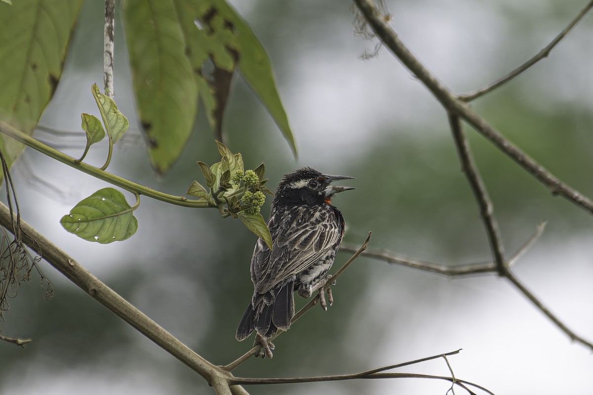 Peruvian Meadowlark - ML620391501