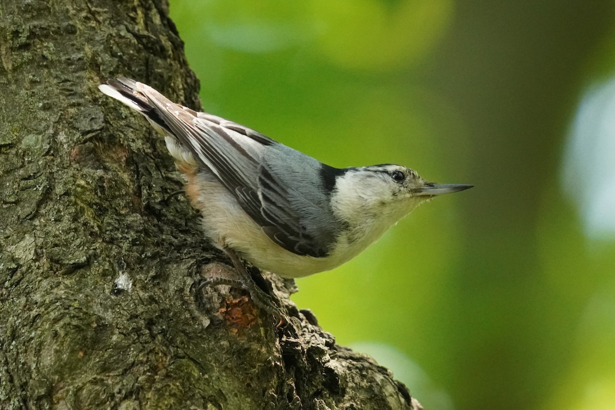 White-breasted Nuthatch - ML620391509