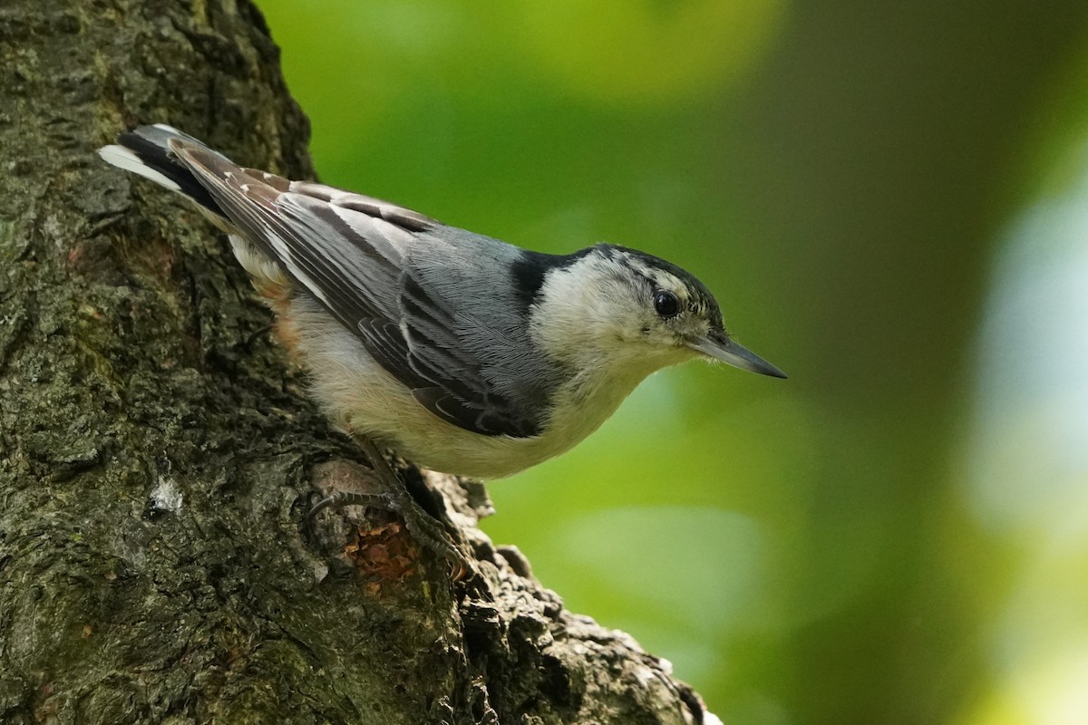 White-breasted Nuthatch - ML620391511