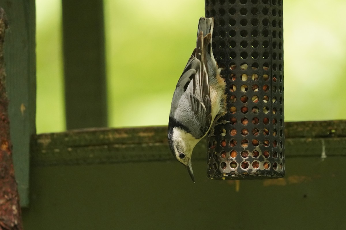 White-breasted Nuthatch - ML620391512