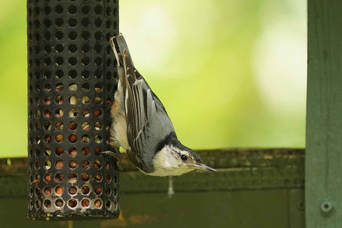 White-breasted Nuthatch - ML620391513