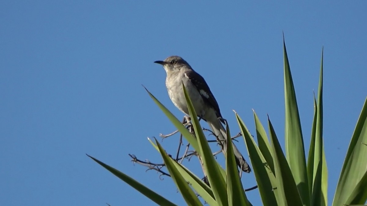 Northern Mockingbird - ML620391516