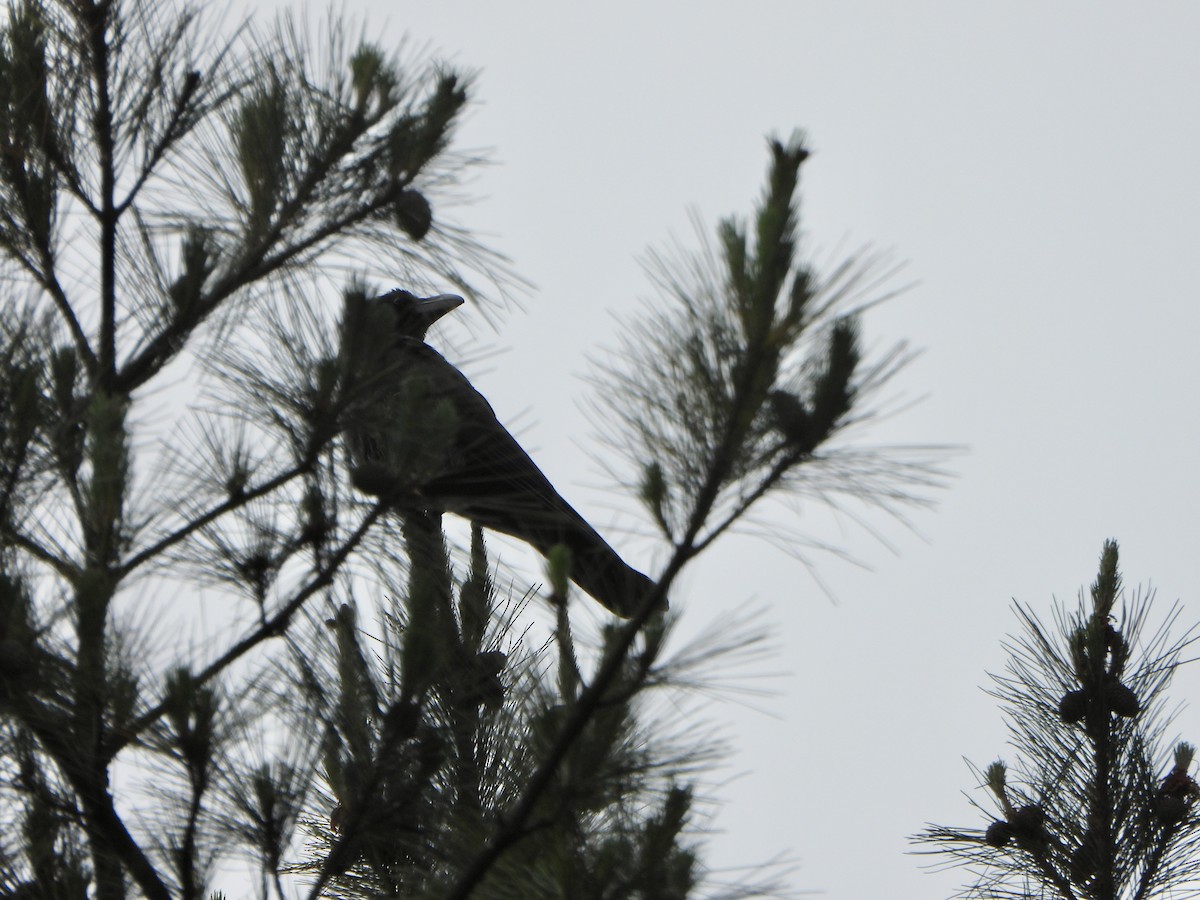 Large-billed Crow - ML620391525
