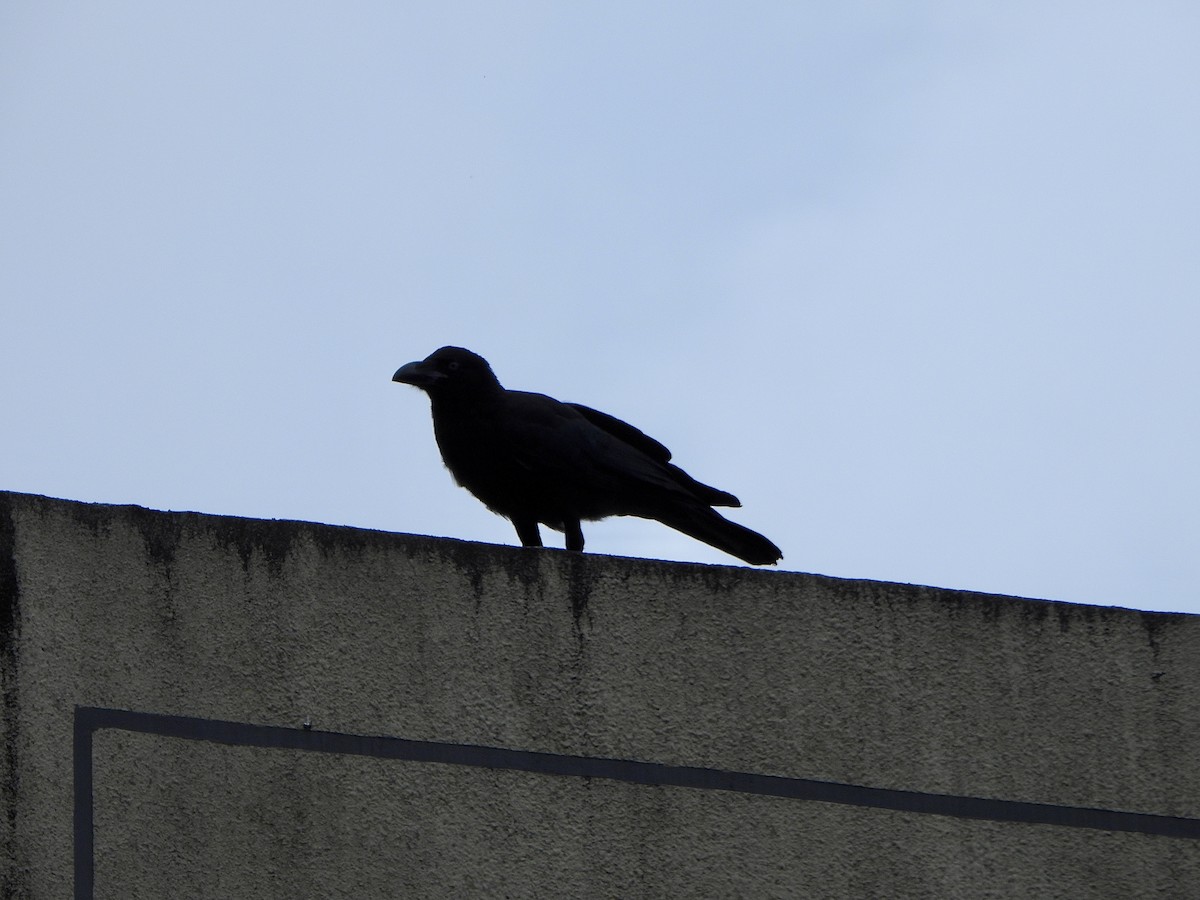 Large-billed Crow - ML620391527