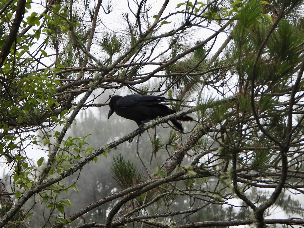 Large-billed Crow - ML620391528