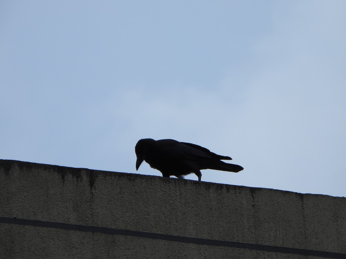 Large-billed Crow - ML620391530