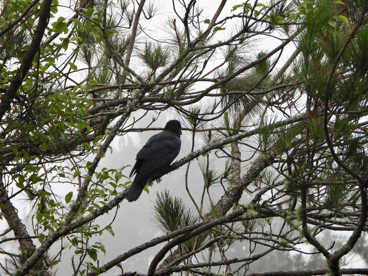 Large-billed Crow - ML620391531