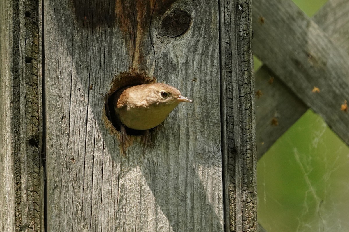 House Wren - ML620391532