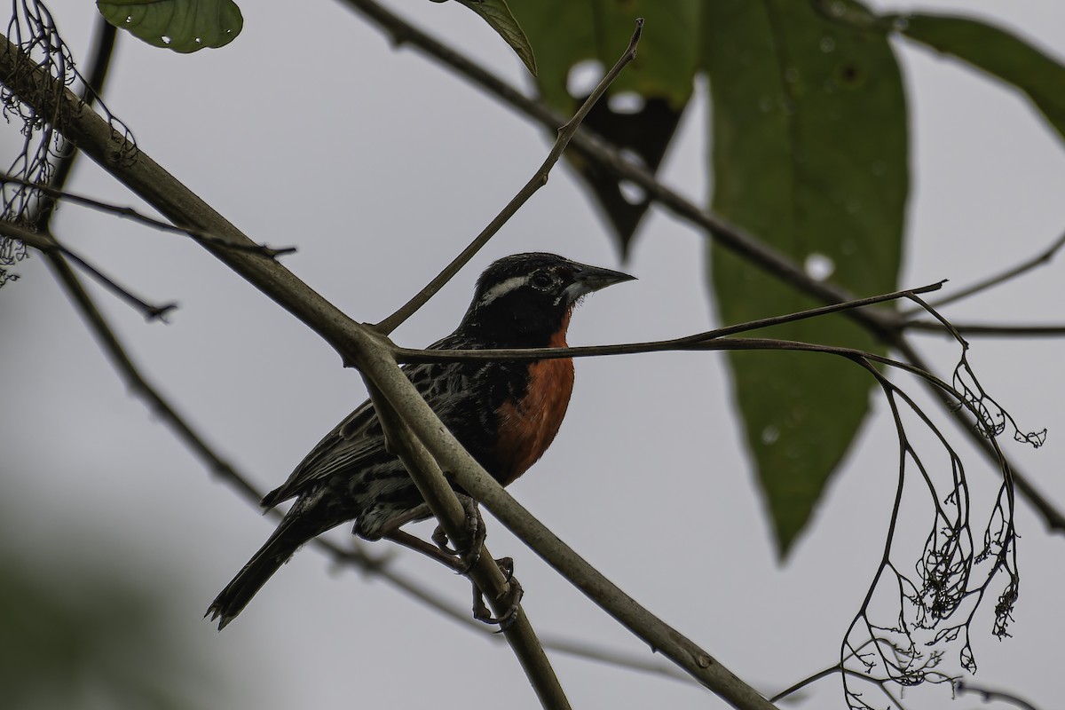 Peruvian Meadowlark - ML620391551