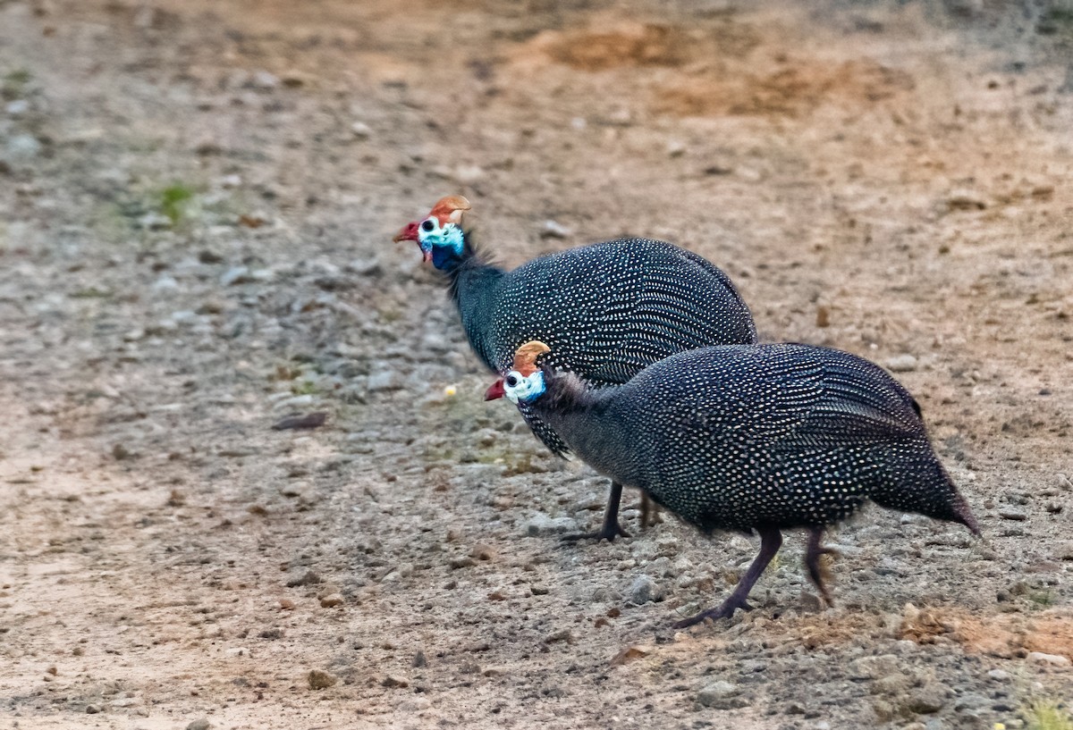 Helmeted Guineafowl - ML620391552