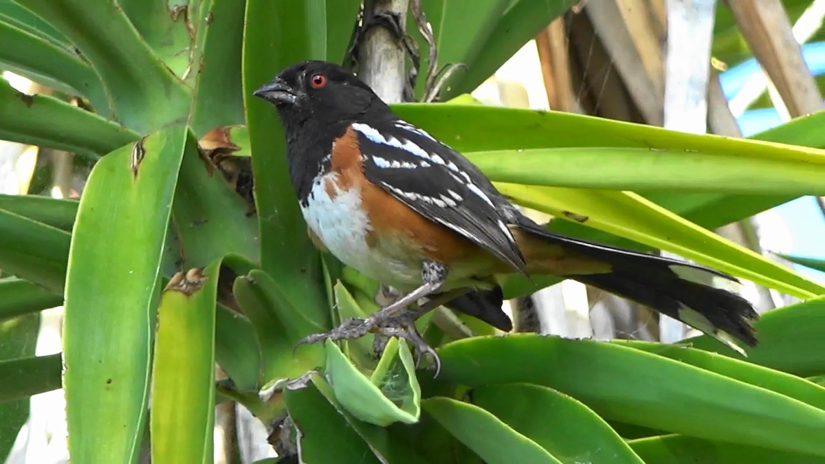 Spotted Towhee - ML620391557