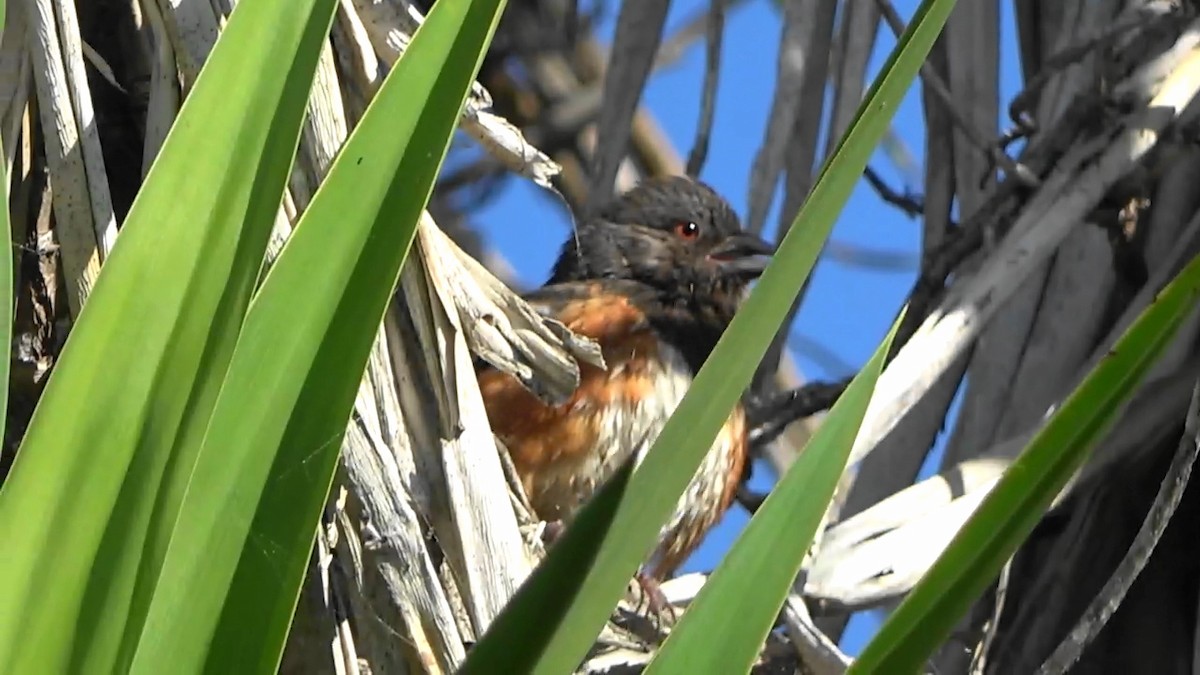 Spotted Towhee - ML620391558