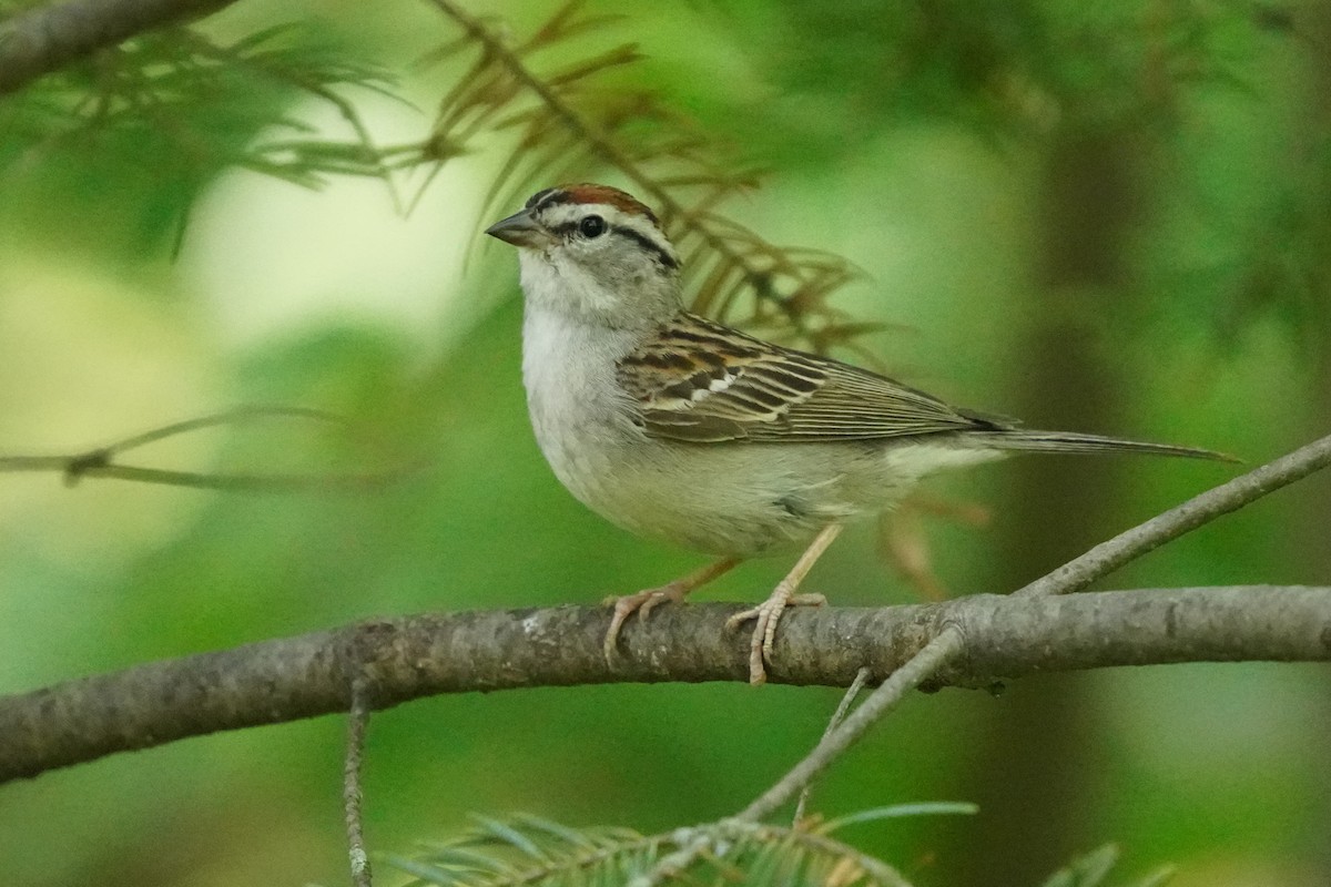 Chipping Sparrow - ML620391569