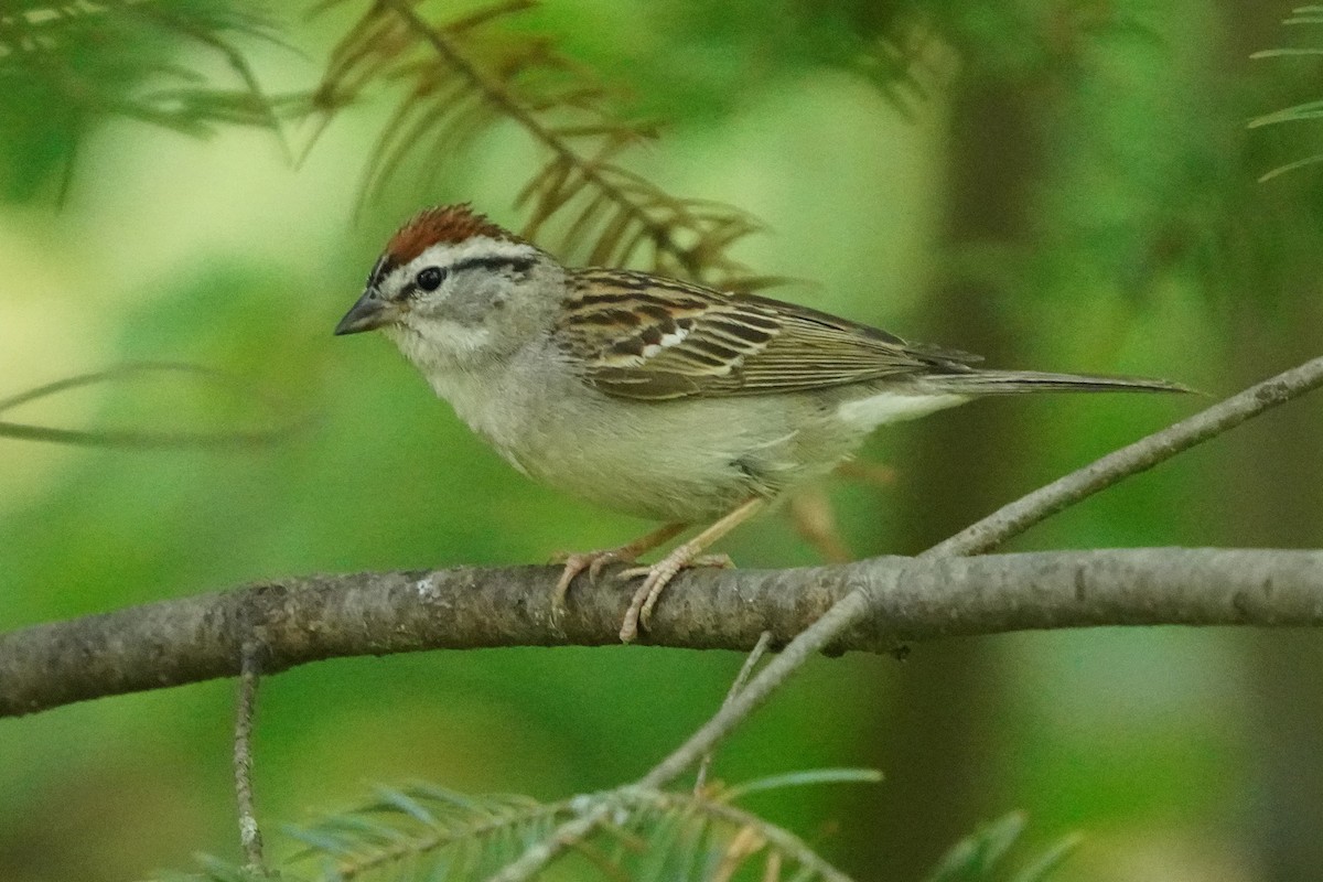 Chipping Sparrow - ML620391570