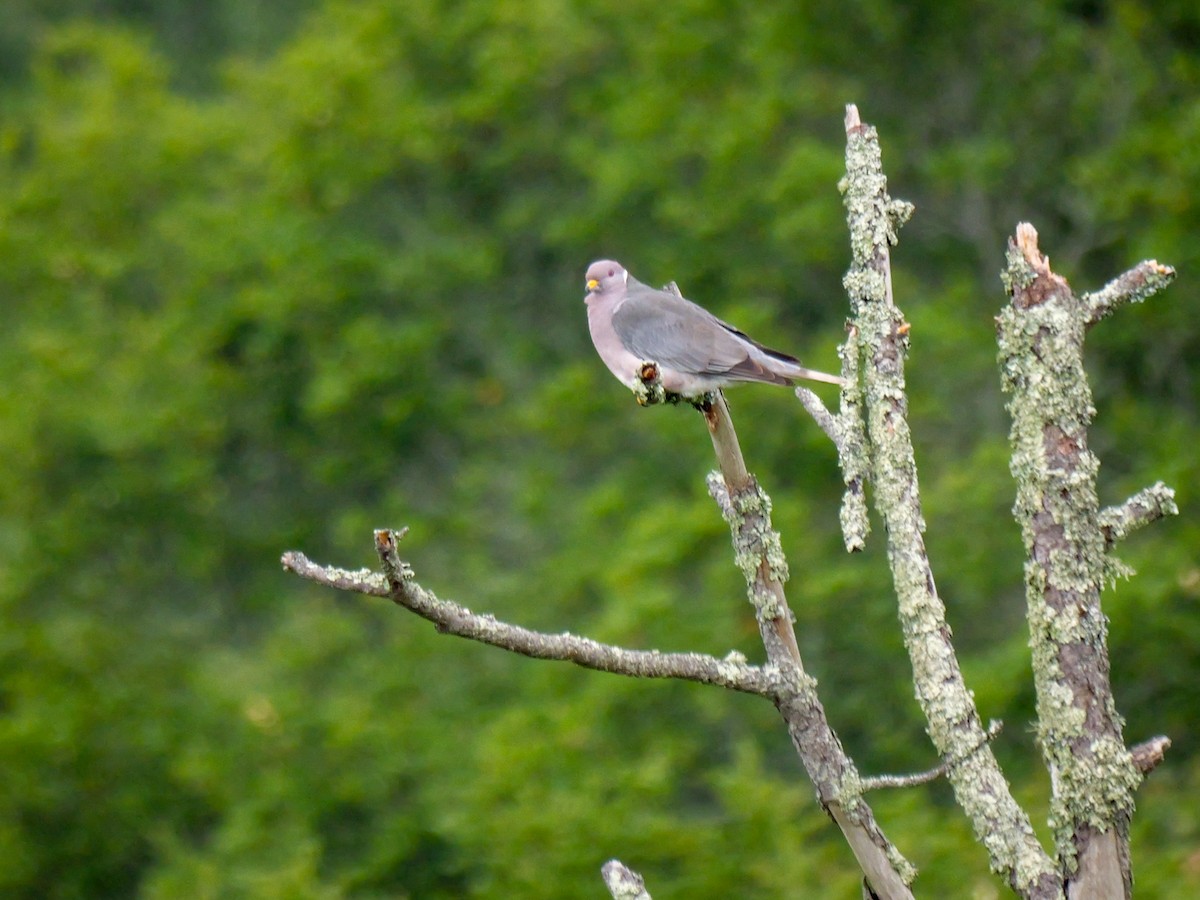 Band-tailed Pigeon - ML620391575