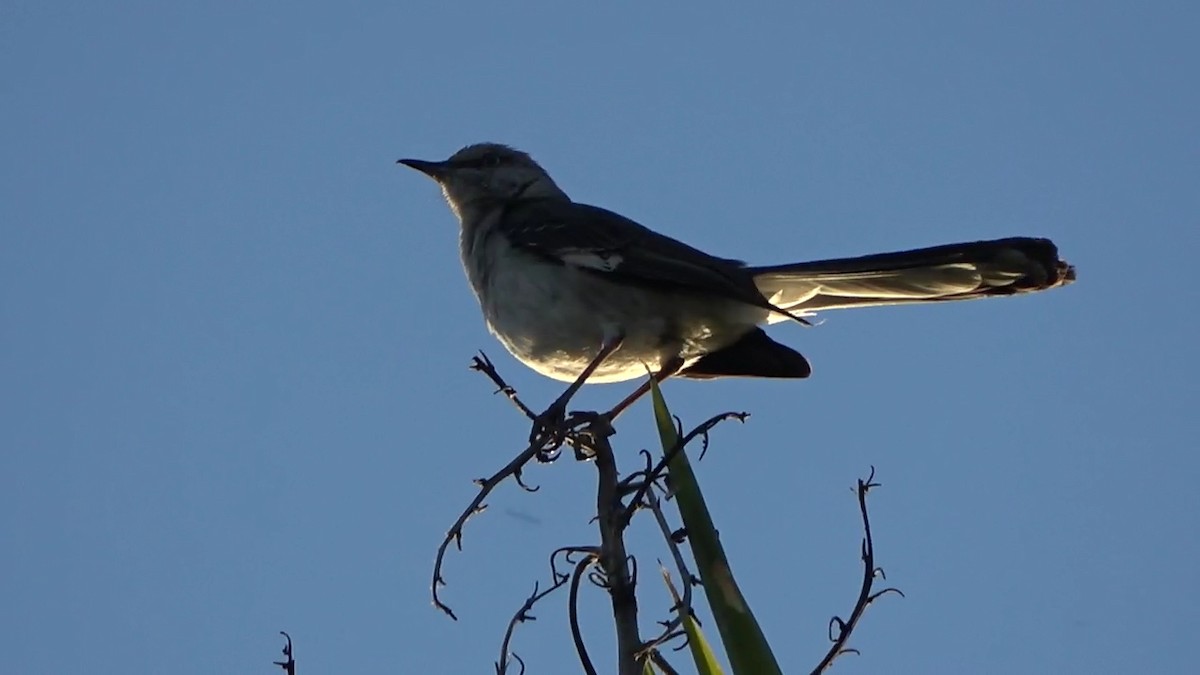 Northern Mockingbird - ML620391587