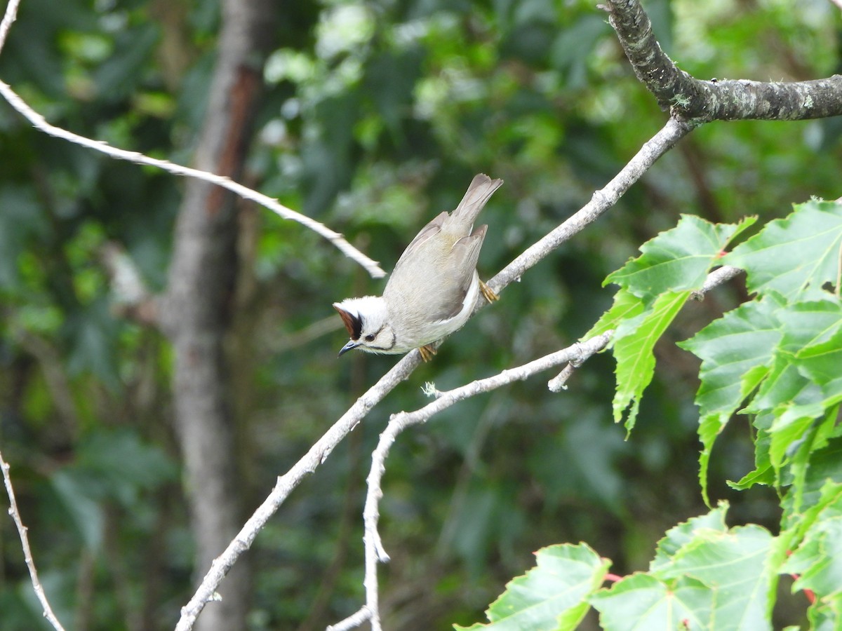 Taiwan Yuhina - ML620391588