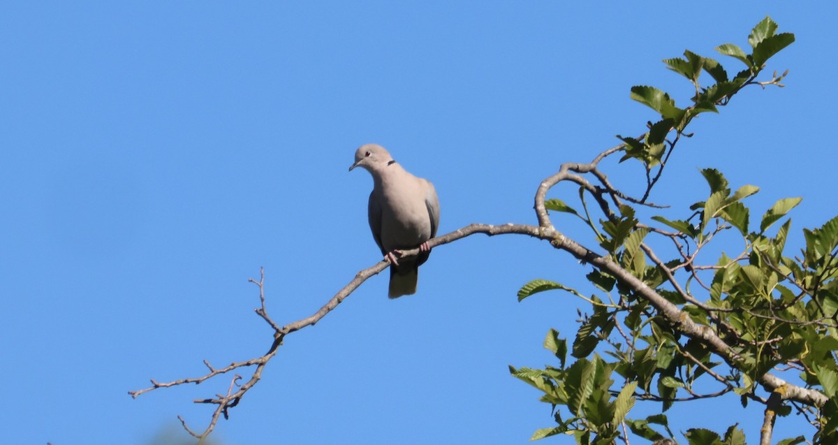 Eurasian Collared-Dove - ML620391592