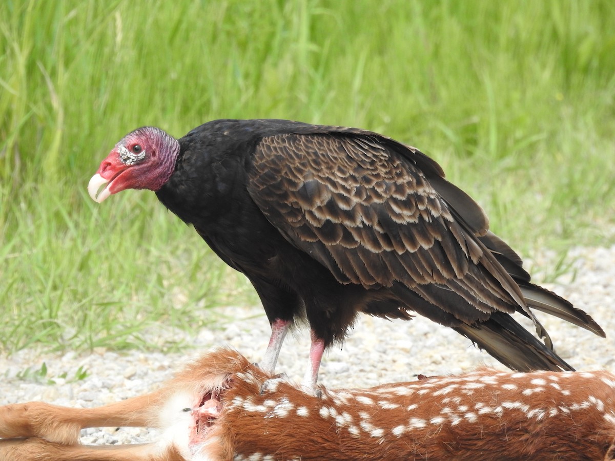 Turkey Vulture - ML620391598