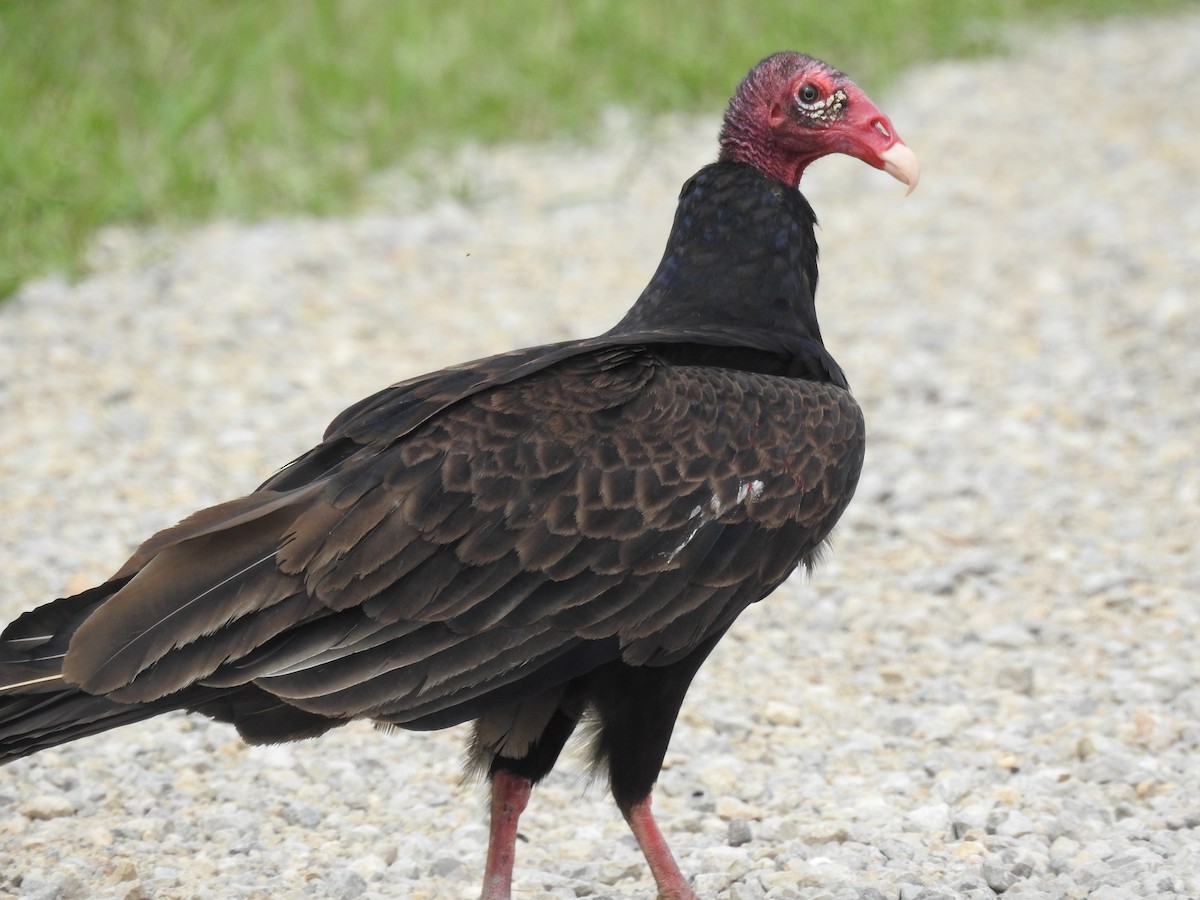 Turkey Vulture - ML620391599