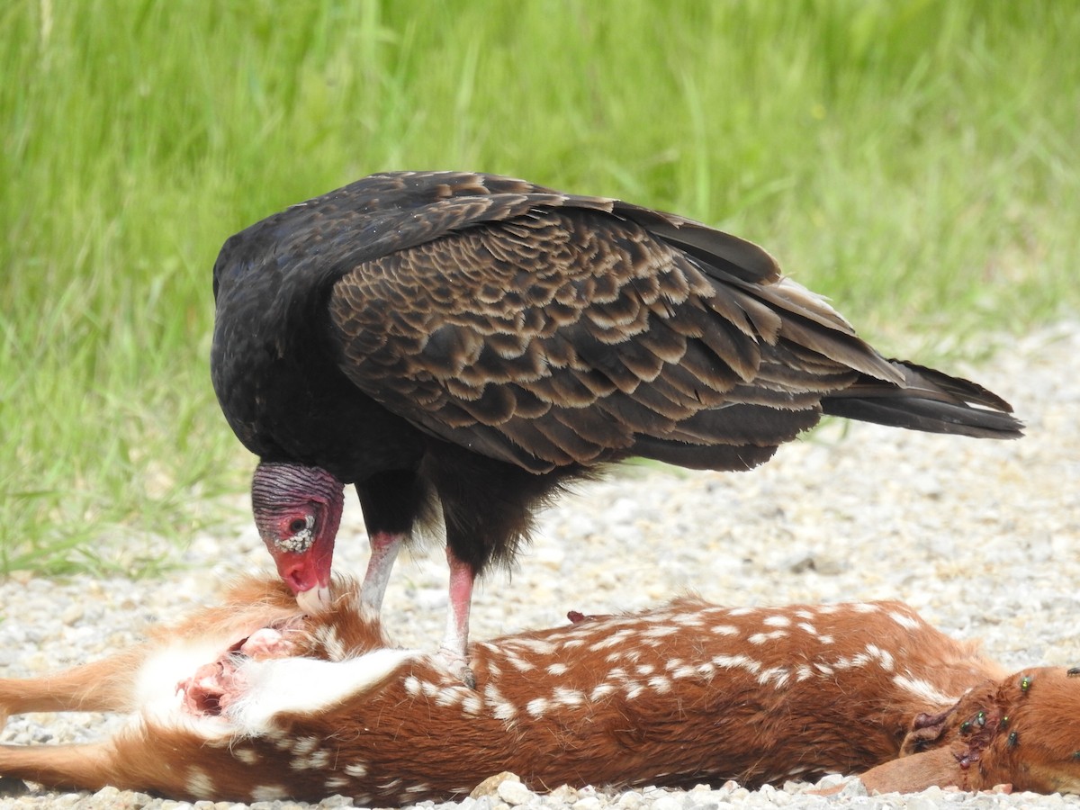 Turkey Vulture - ML620391600