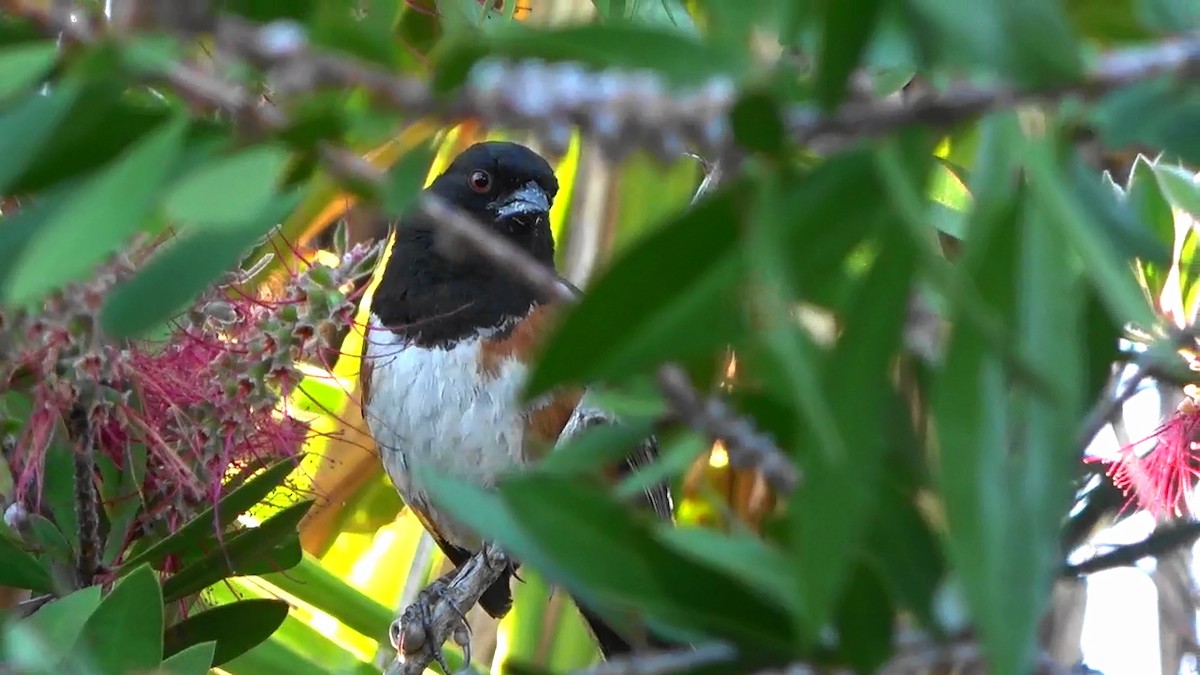Spotted Towhee - ML620391613
