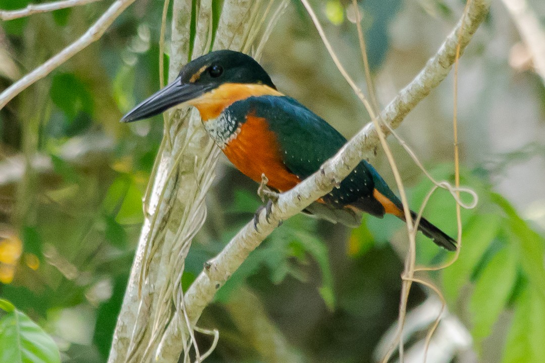 Green-and-rufous Kingfisher - ML620391614