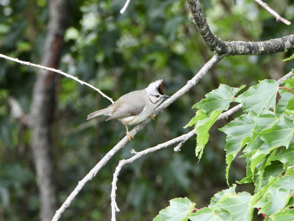 Taiwan Yuhina - ML620391615