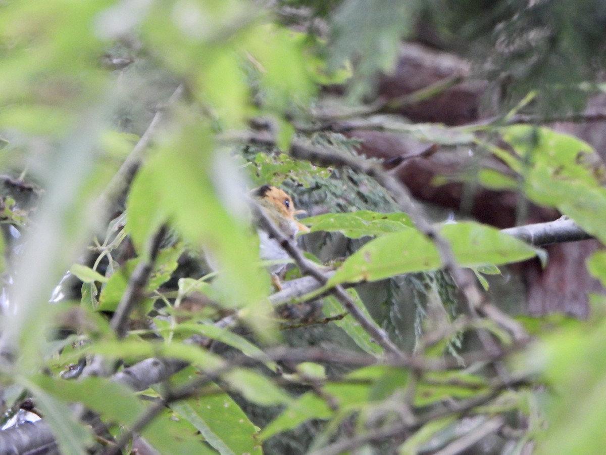 Rufous-faced Warbler - ML620391617