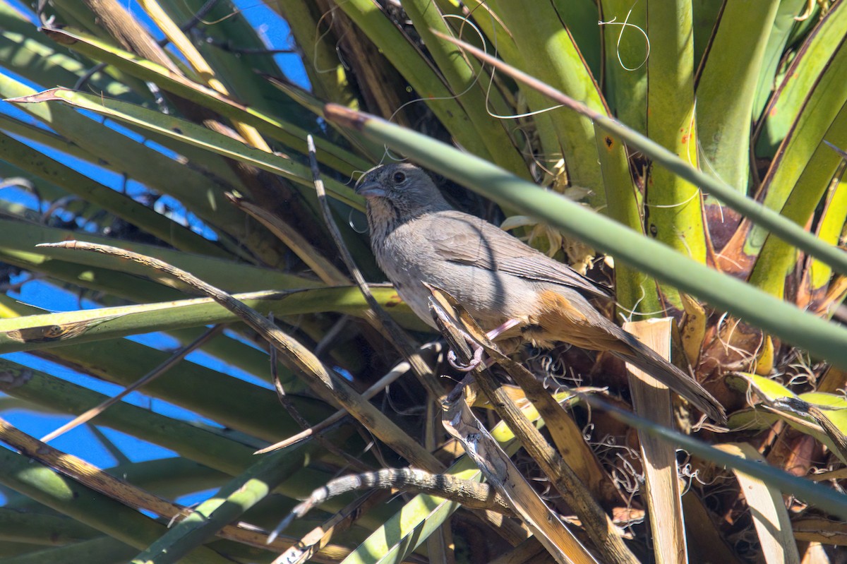 Canyon Towhee - ML620391626