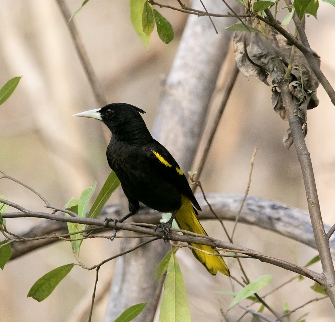 Yellow-winged Cacique - ML620391630