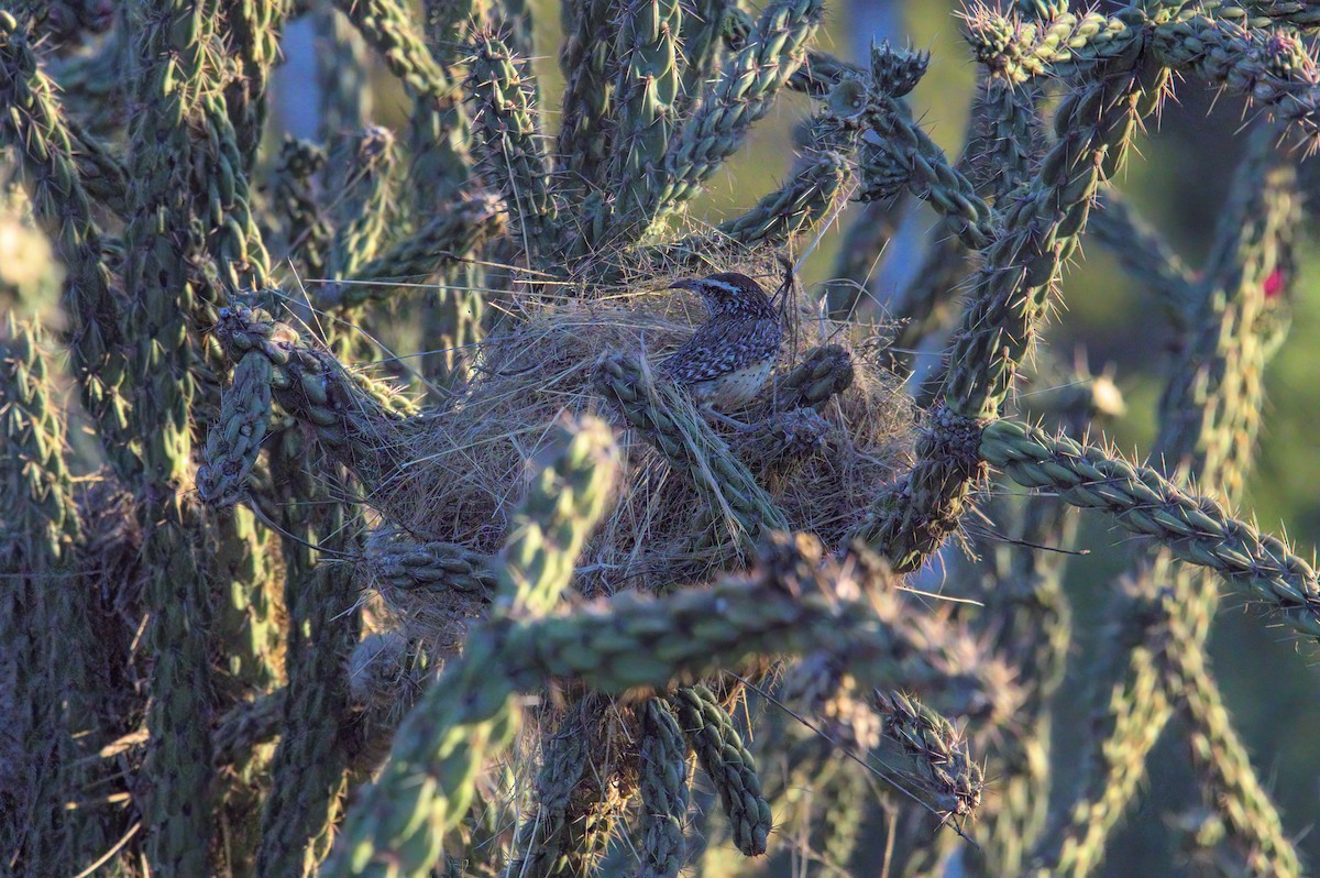 Cactus Wren - ML620391638