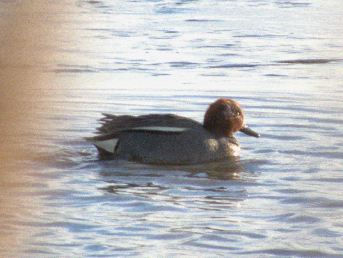 Green-winged Teal (Eurasian) - ML620391644